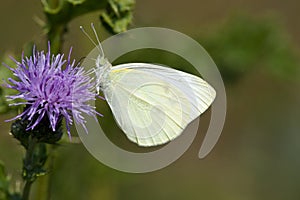 Klein koolwitje, Small White, Pieris rapae