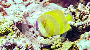 Klein`s Butterfly Fish in Indian Ocean, Maldives.