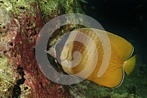 Klein's Butterflyfish, Perhentian Island, Terengganu photo