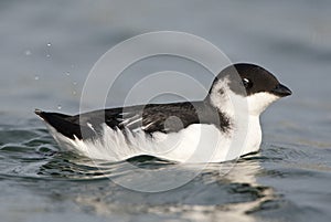 Kleine Alk, Little Auk, Alle alle