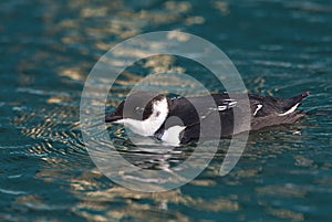 Kleine Alk, Little Auk, Alle alle