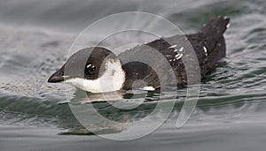 Kleine Alk, Little Auk, Alle alle