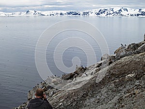 Kleine Alken fotograferen op Spitsbergen; Photographing Little A