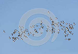 Kleine Alken vliegend boven pakijs; Little Auk's flying above pa