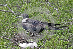 Kleine Fregatvogel, Lesser Frigatebird,Fregata ariel