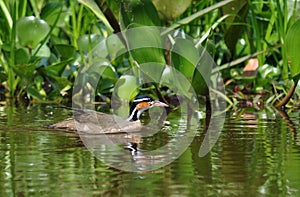 Kleine Fuutkoet, Sungrebe, Heliornis fulica photo