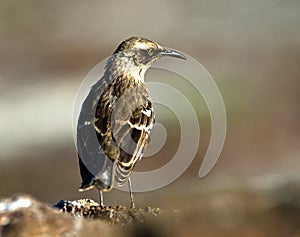 Kleine Galapagosspotlijster, GalÃ¡pagos mockingbird, Mimus parvulus