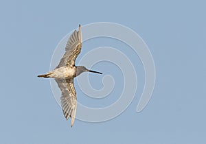 Kleine Grijze Snip, Short-billed Dowitcher, Limnodromus griseus