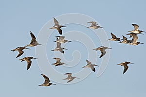 Kleine Grijze Snip, Short-billed Dowitcher, Limnodromus griseus