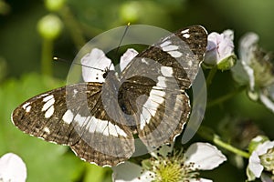 Kleine ijsvogelvlinder, White Admiral, Limenitis camilla