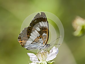 Kleine ijsvogelvlinder, White Admiral, Limenitis camilla photo