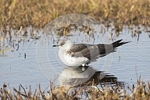 Kleine Jager, Arctic Skua, Stercorarius parasiticus