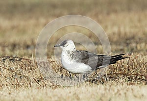 Kleine Jager, Arctic Skua, Stercorarius parasiticus