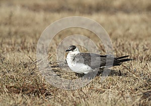 Kleine Jager, Arctic Skua, Stercorarius parasiticus