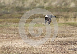 Kleine Jager, Arctic Skua, Stercorarius parasiticus