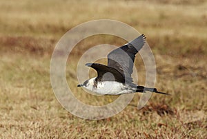 Kleine Jager, Arctic Skua, Stercorarius parasiticus