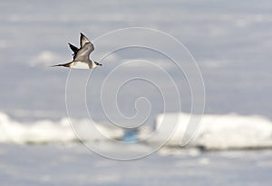 Kleine Jager, Parasitic Jaeger, Stercorarius parasiticus