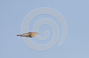 Kleine Kortteenleeuwerik, Lesser Short-toed Lark, Alaudala rufescens apetzii