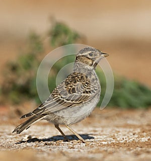 Kleine Kortteenleeuwerik, Lesser Short-toed Lark, Alaudala rufescens apetzii