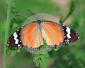 Común mariposa se extiende su alas en el sol 