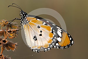 Kleine monarchvlinder, African Monarch, Danaus chrysippus