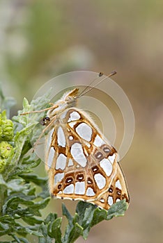 Kleine parelmoervlinder, Queen of Spain Fritillary
