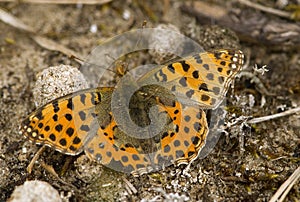 Kleine parelmoervlinder, Queen of Spain Fritillary