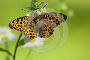 Kleine parelmoervlinder, Queen of Spain Fritillary