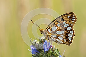 Kleine parelmoervlinder, Queen of Spain Fritillary