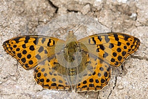 Kleine parelmoervlinder, Queen of Spain Fritillary