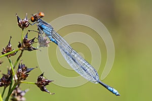 Kleine roodoogjuffer, Small Redeye, Erythromma viridulum