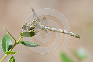 Kleine tanglibel, Small pincertail, Onychogomphus forcipatus alb photo