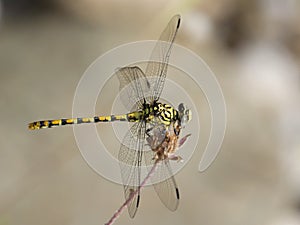 Kleine tanglibel, Small pincertail, Onychogomphus forcipatus alb photo