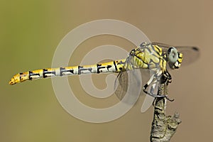 Kleine tanglibel, Small Pincertail,Onychogomphus forcipatus albotibialis photo
