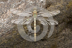 Kleine tanglibel, Small Pincertail, Onychogomphus forcipatus photo