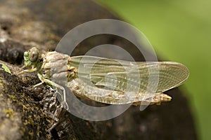 Kleine tanglibel, Small Pincertail, Onychogomphus forcipatus photo