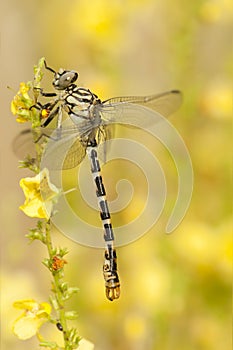 Kleine tanglibel, Small Pincertail, Onychogomphus forcipatus photo