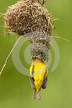 Kleine Textorwever, Lesser Masked Weaver, Ploceus intermedius