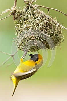 Kleine Textorwever, Lesser Masked Weaver, Ploceus intermedius