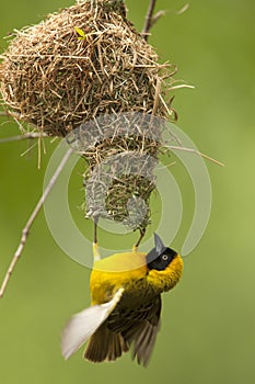 Kleine Textorwever, Lesser Masked Weaver, Ploceus intermedius