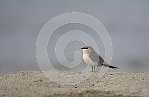 Kleine Vorkstaartplevier, Small Pratincole, Glareola lactea