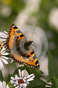 Kleine vos, Small Tortoiseshell, Aglais urticae