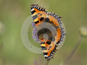 Kleine vos, Small Tortoiseshell, Aglais urticae