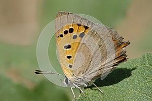 Kleine vuurvlinder, Small Copper, Lycaena phlaeas