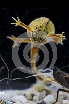 Kleine Watersalamander, Smooth Newt, Lissotriton vulgaris photo