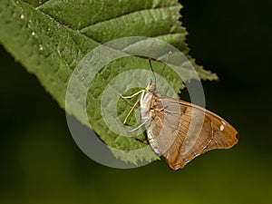 Kleine weerschijnvlinder, Lesser Purple Emperor