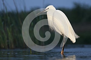 Kleine Zilverreiger, Little Egret, Egretta garzetta