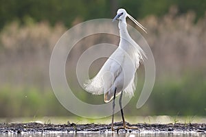 Kleine Zilverreiger, Little Egret, Egretta garzetta