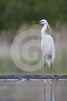 Kleine Zilverreiger, Little Egret, Egretta garzetta