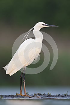 Kleine Zilverreiger, Little Egret, Egretta garzetta